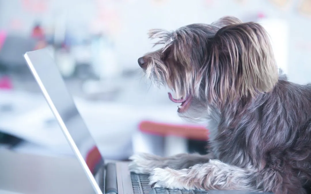 Dog Vomiting and Diarrhea – What You Must Know