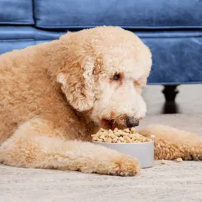 Nature's Blend <br> Healthy Growth