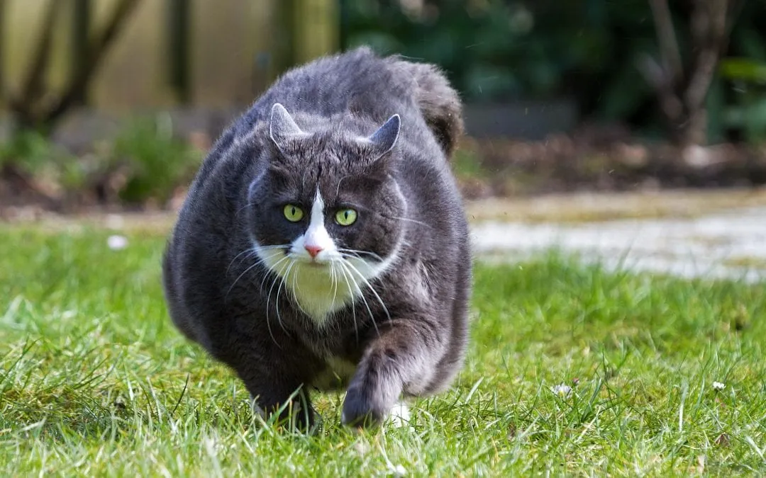 How To Help Your Obese Cat Lose Weight