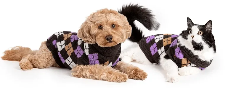 Cat and dog wearing checkered sweater