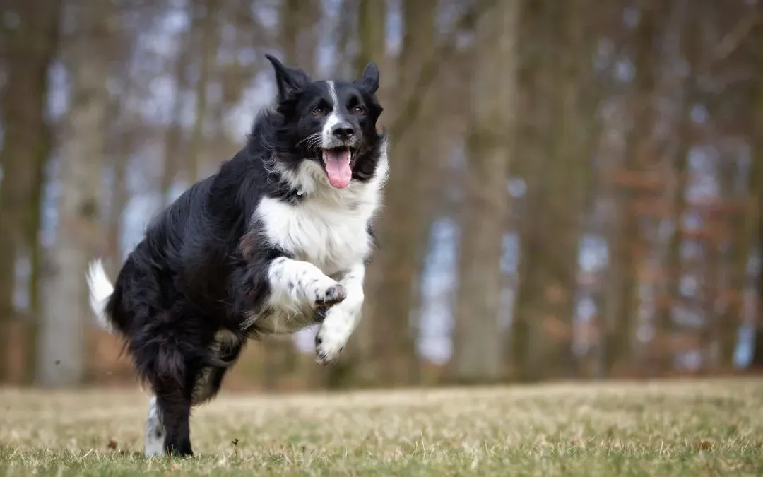 The 6 Smartest Dog Breeds