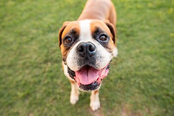 Happy dog