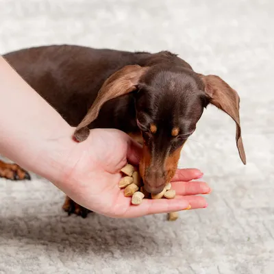 Nature's Blend <br> Small Breed