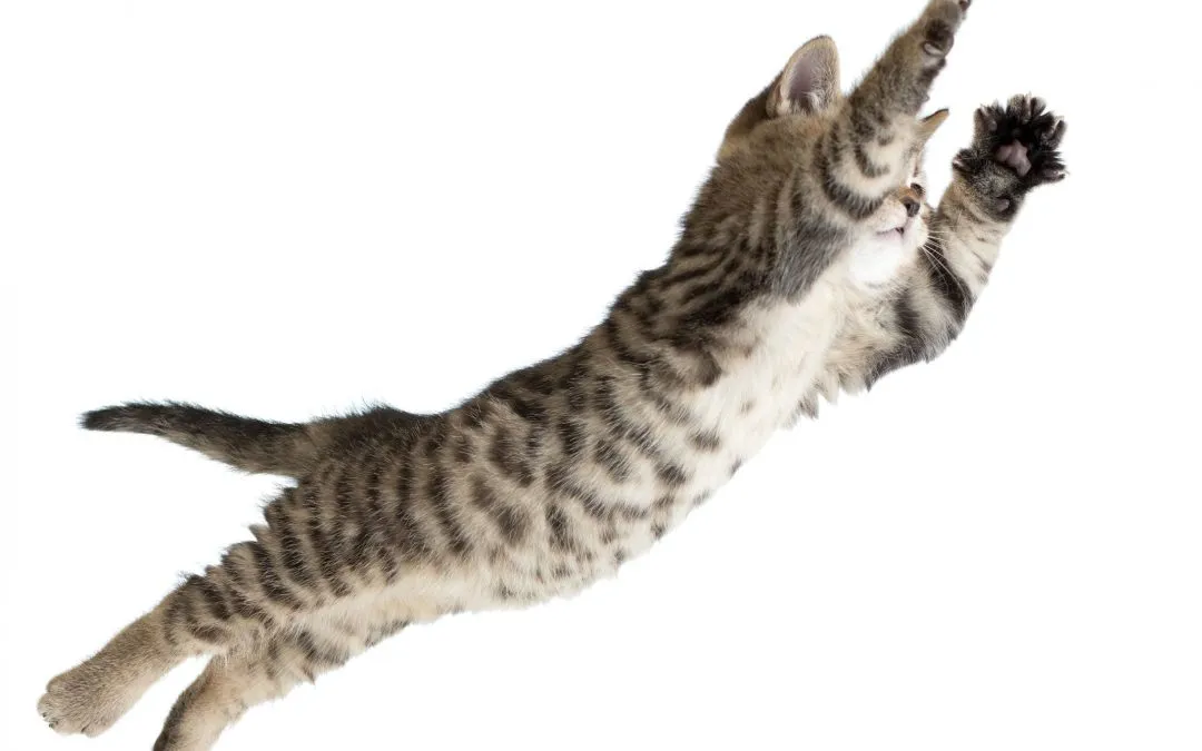 Falling Cat! How Cats Jump and Defy Gravity