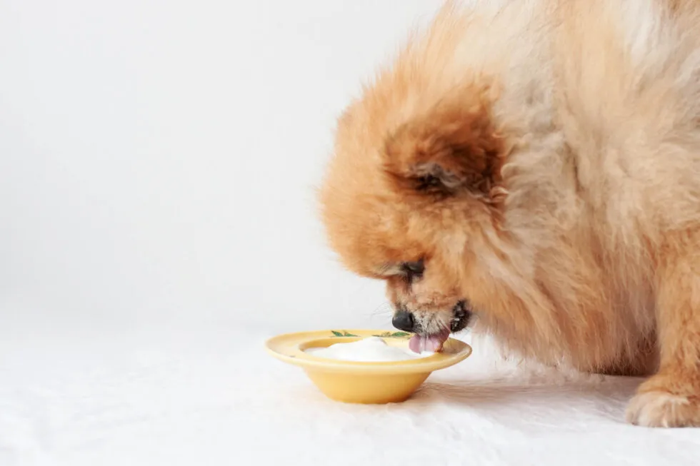 Can Dogs Eat Yogurt? A Comprehensive Guide