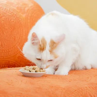 Nature’s Feast – Essential Wellness – Poultry