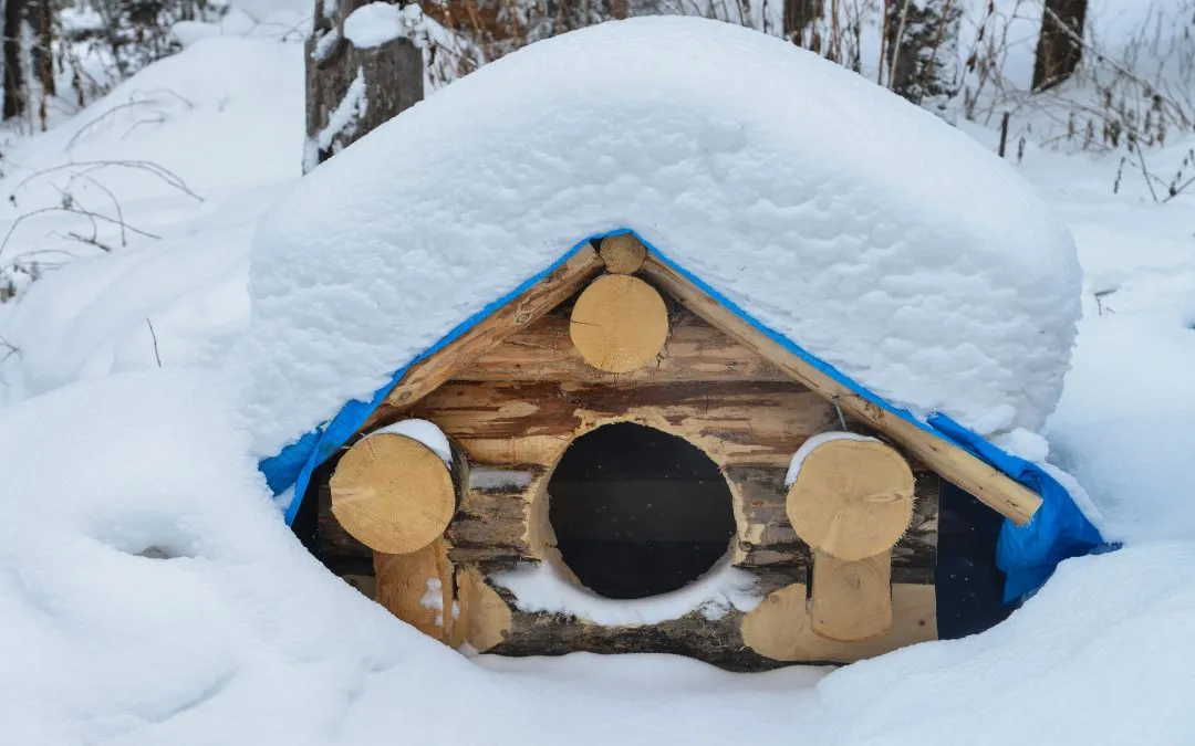 Is A Heated Insulated Dog House Necessary For Winter?