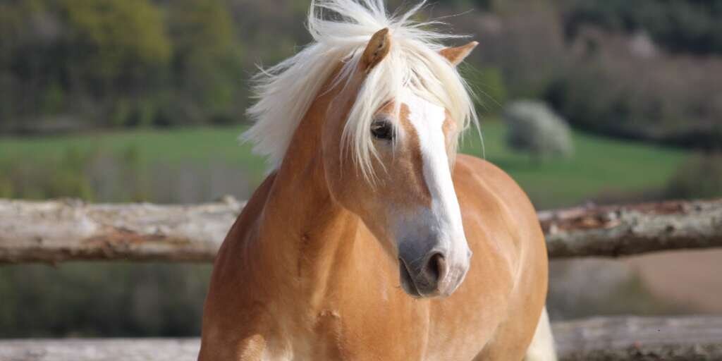 Activity Écuries de Saint-Victor