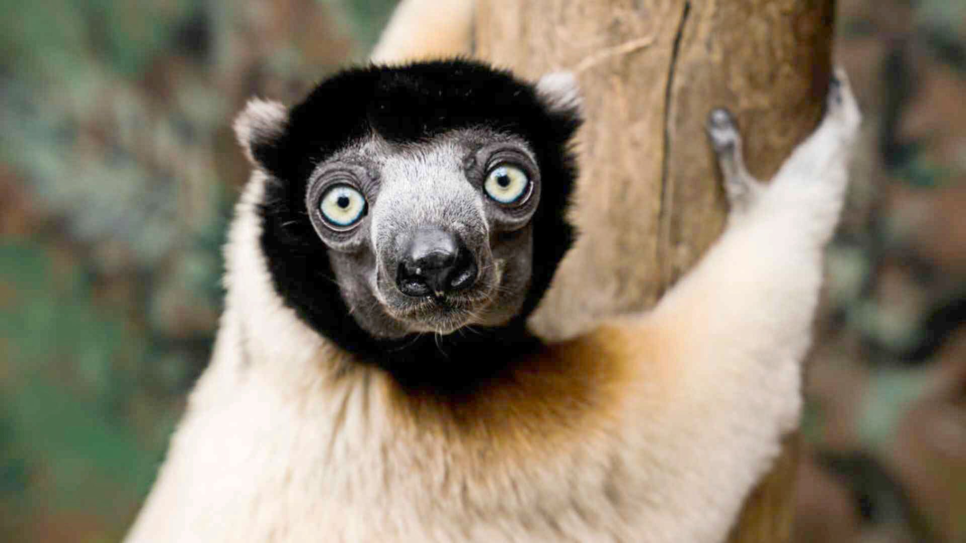 Activity Parc Zoologique et Botanique de Mulhouse