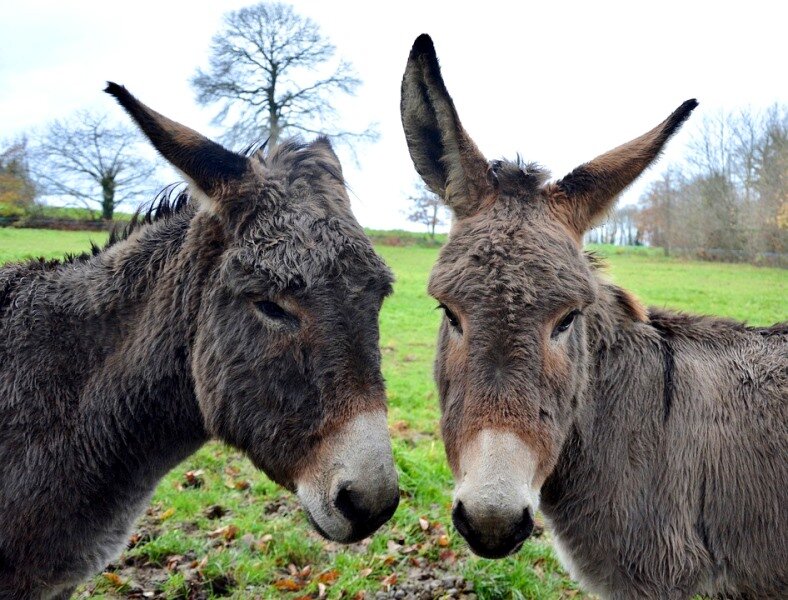 Activity Baudrière farm
