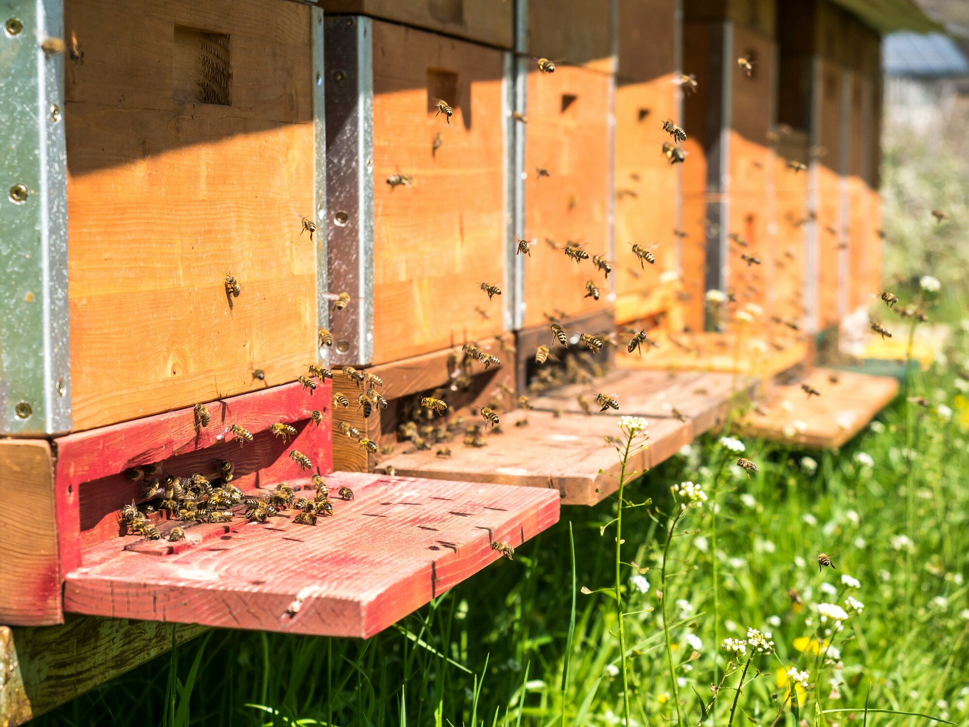 Bienenstöcke in unserem Garten