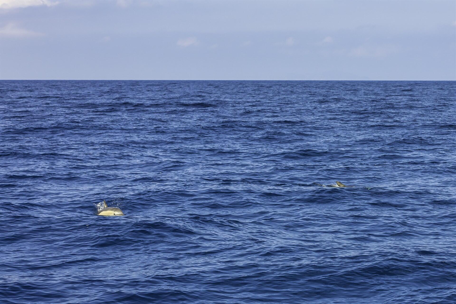 Mediterranean Monk Seals