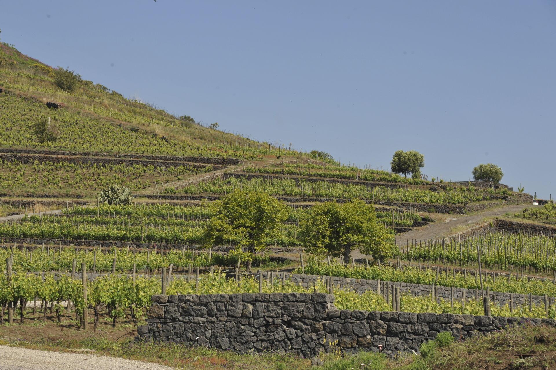 Terraced vineyards on Etna.