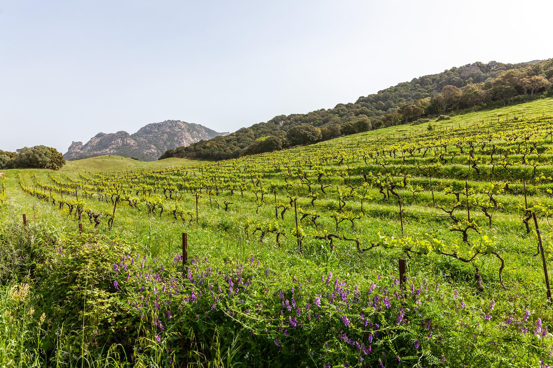 Sartene Vineyard in Corsica 