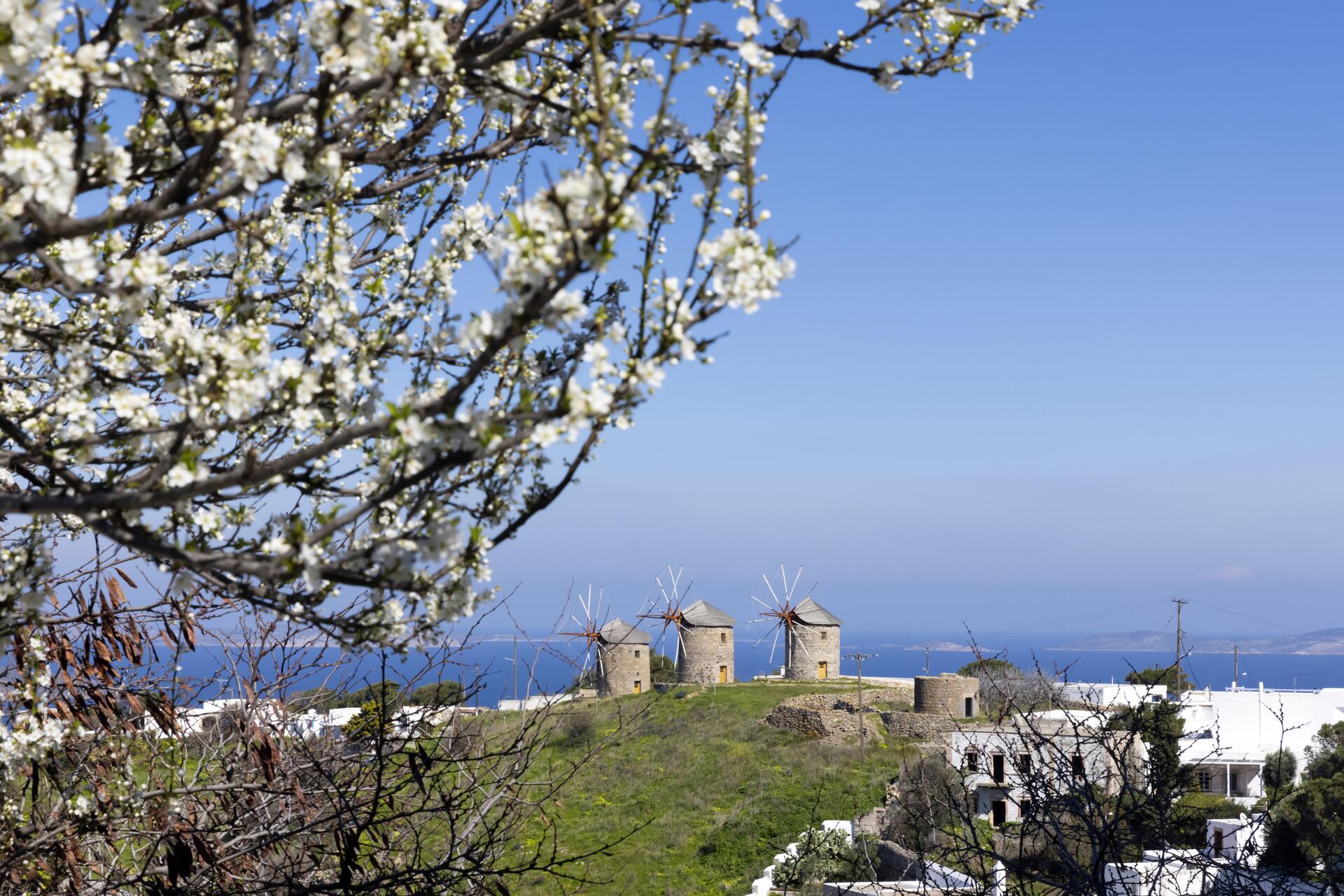 Windmills and Blossoms on Patmos
