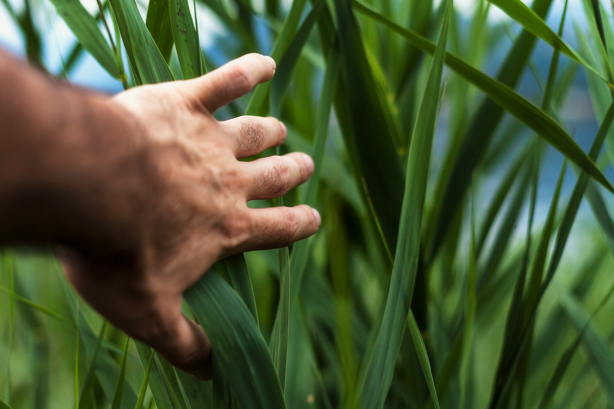 Nahaufnahme einer Hand die durch Gras streift