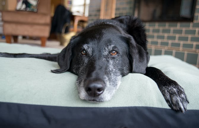 Best food to feed a senior dog | Blog