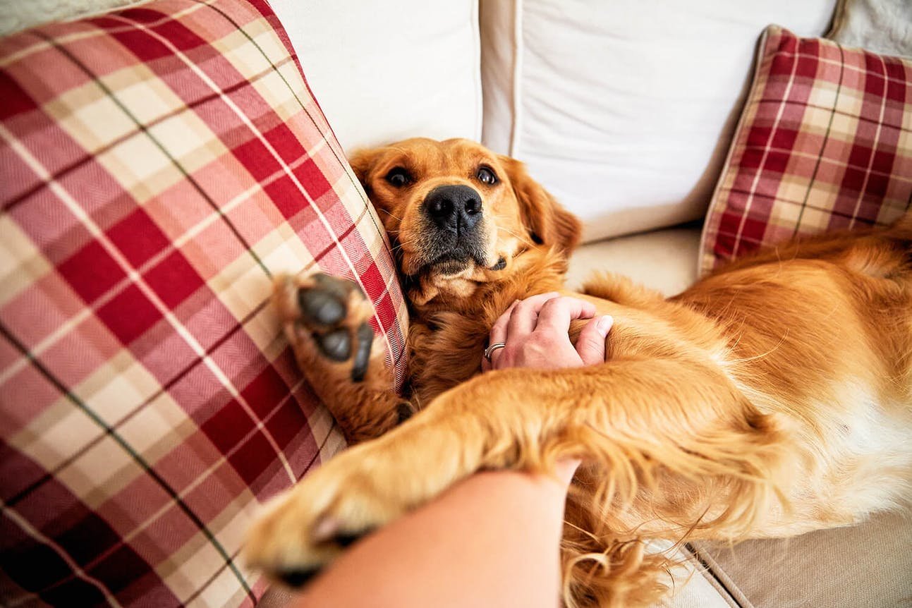 Dog lying on a sofa and woman's hand scratching its belly