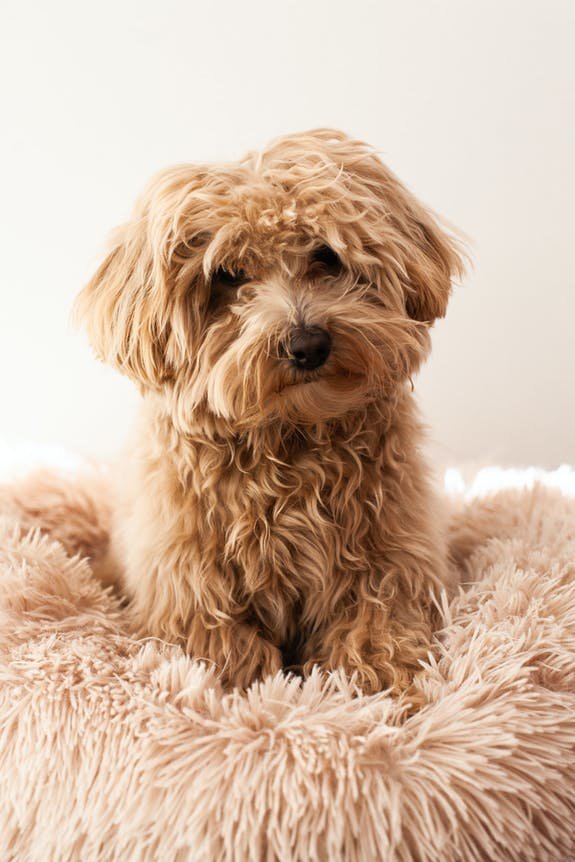 Dog sat on a fluffy pillow