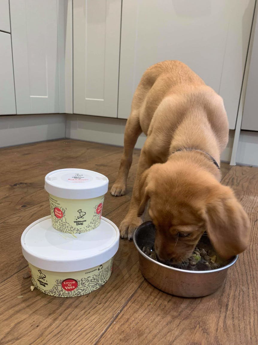 Puppy eating his different dog meal