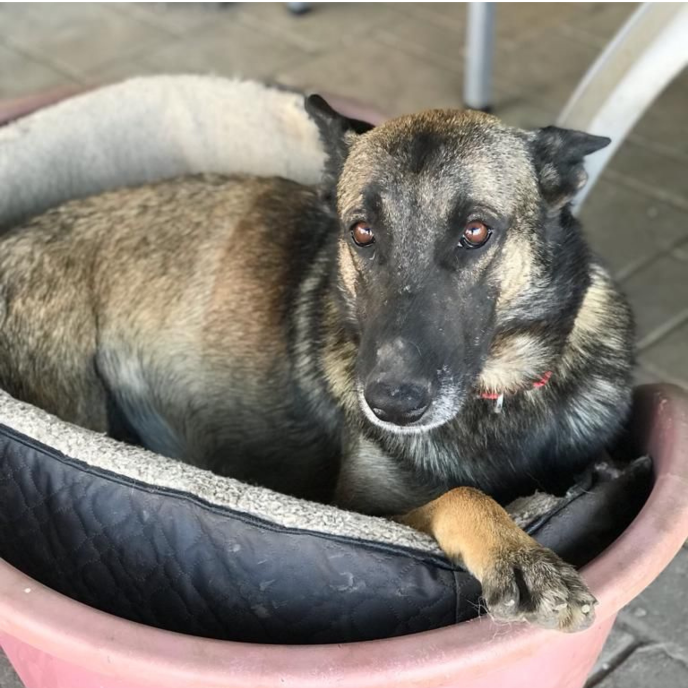 Dog lying in a basket