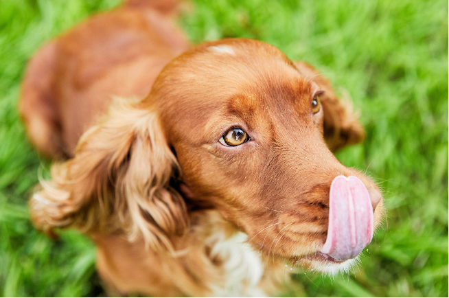 Dog sticking his tongue up his nose