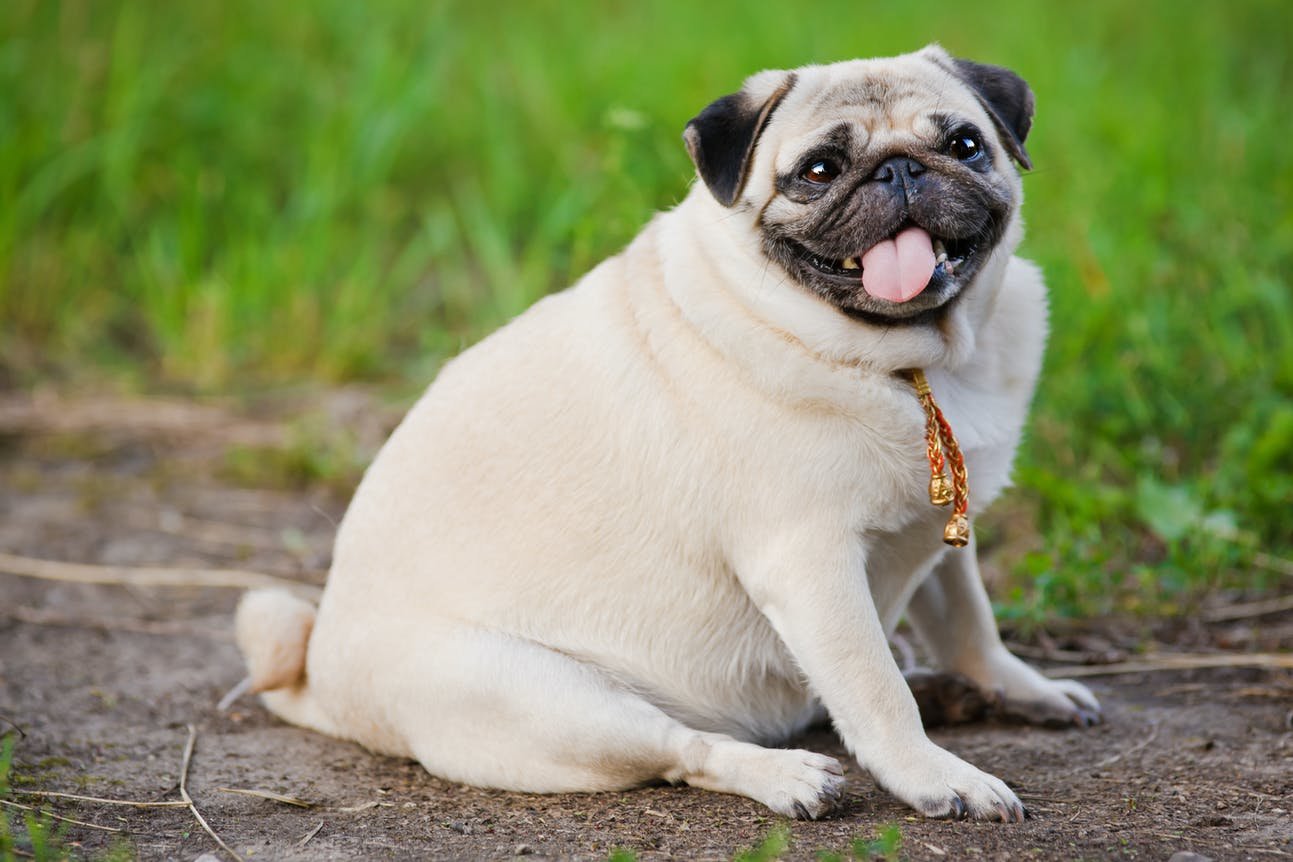 Overweight pug sticking his tongue out