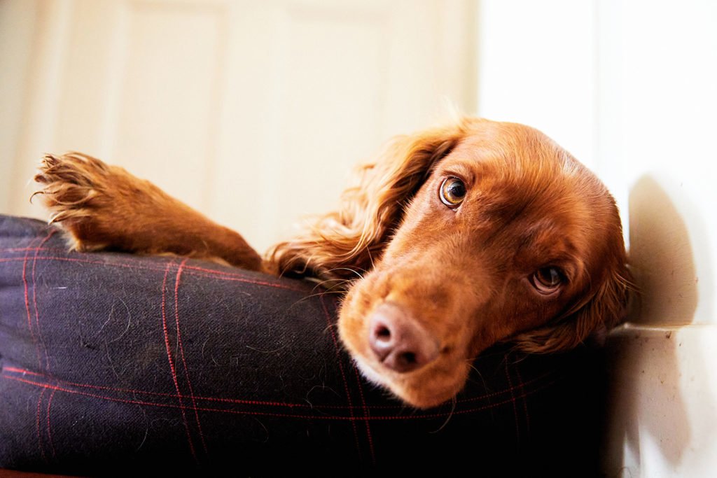 dog lying down with head on the edge of its bed