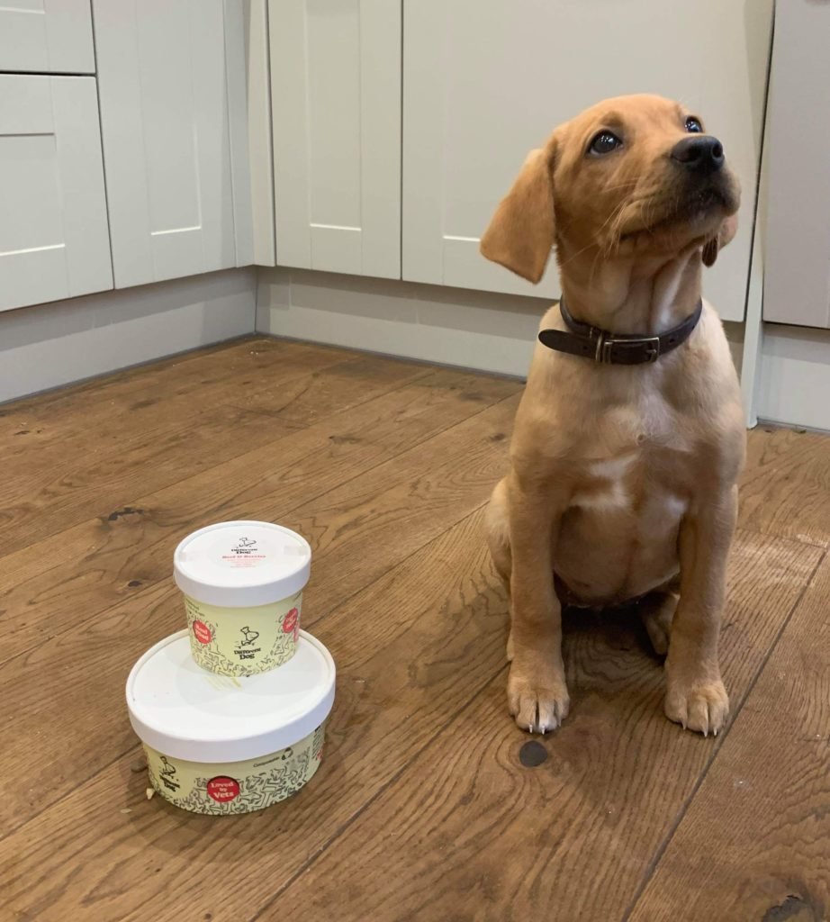 puppy next to his different dog packaged meal