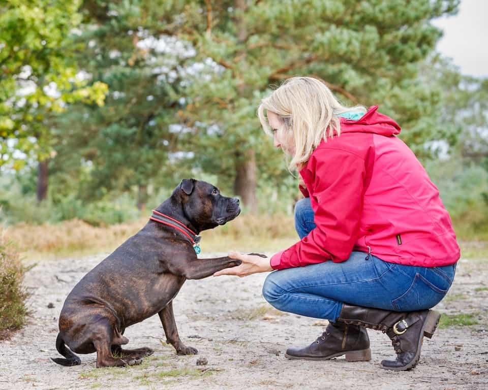 Dog behaviourist Diane teaching Paws Up to a dog