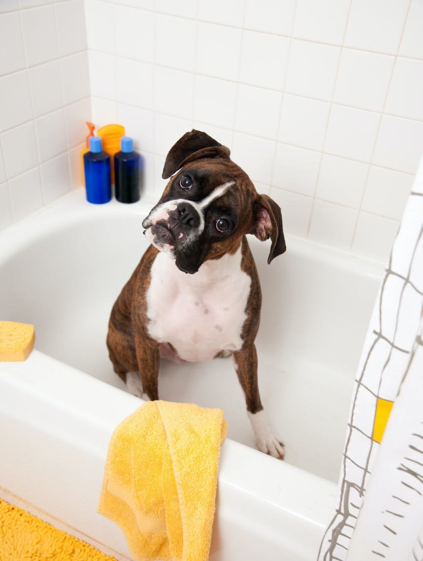 The best pet safe household products