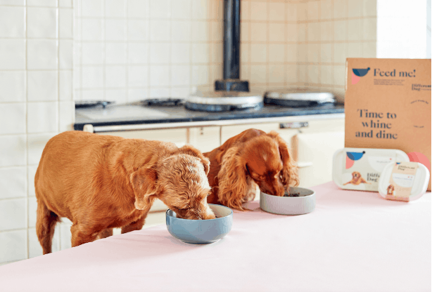 How to transition your dog onto Different Dog food