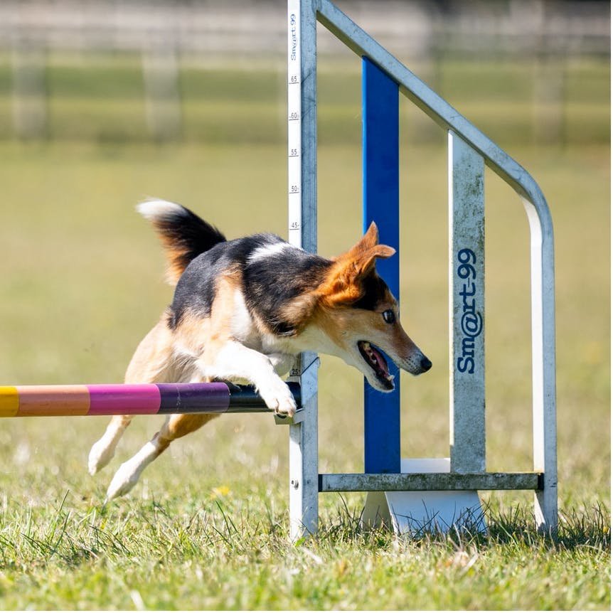 Dog jumping over an obstacle