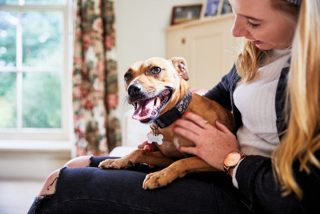 How to keep your dog safe during fireworks