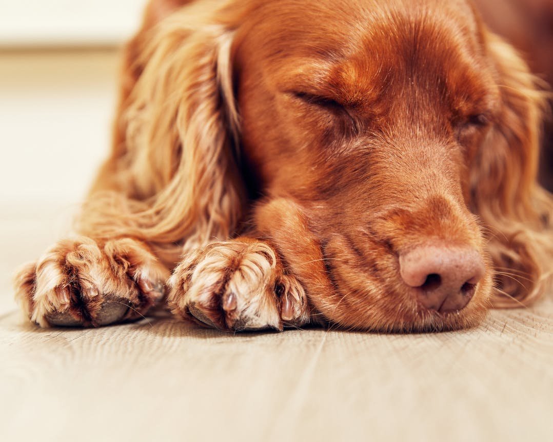 A Love Like No Other: Crumble’s Story