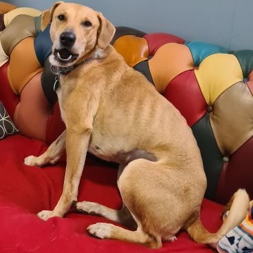 Dog sat on a red sofa