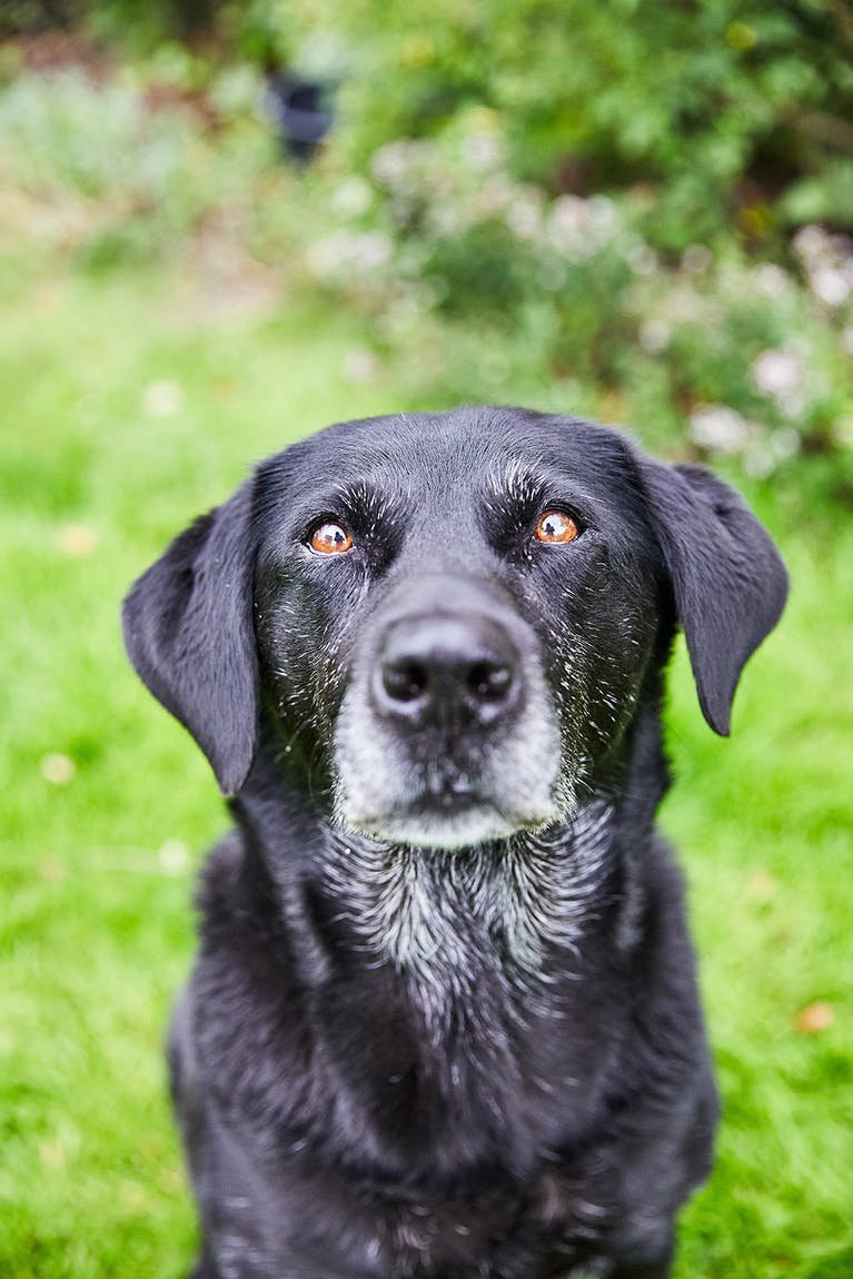 senior dog's face