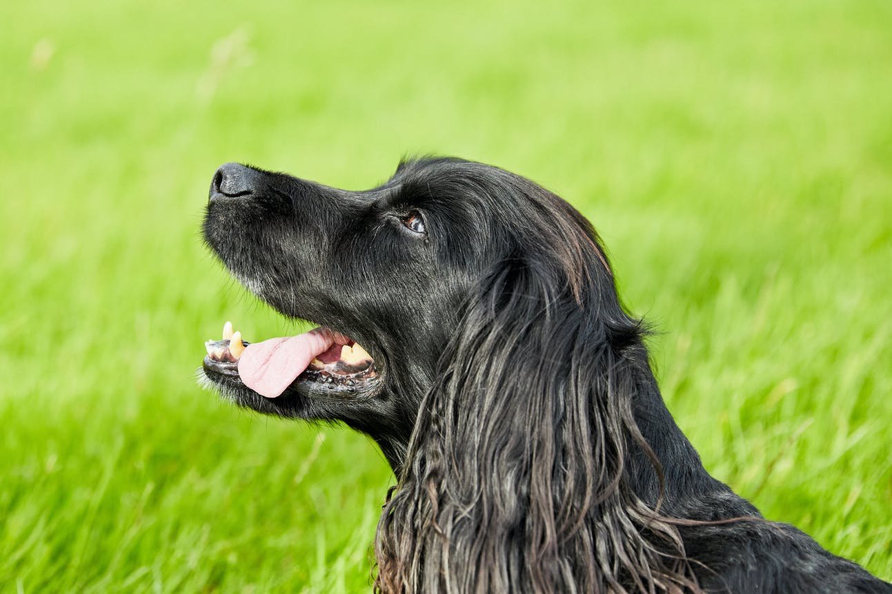 Dog sticking its tongue out