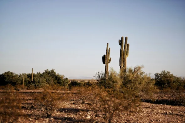 Desert landscape scene on the Texas residency requirements for divorce page.