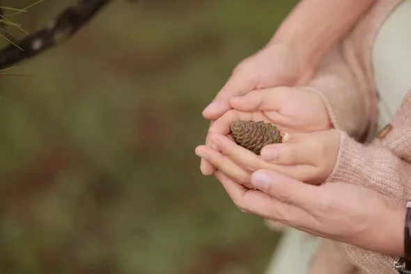 Adult hands gently cradling a child's hands, holding a small pinecone, symbolizing nurturing, care, and the bond between parent and child, often relevant in child custody discussions.