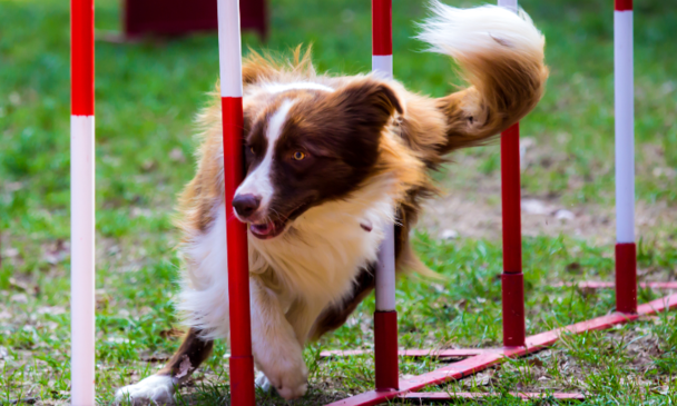 Dog Kennels