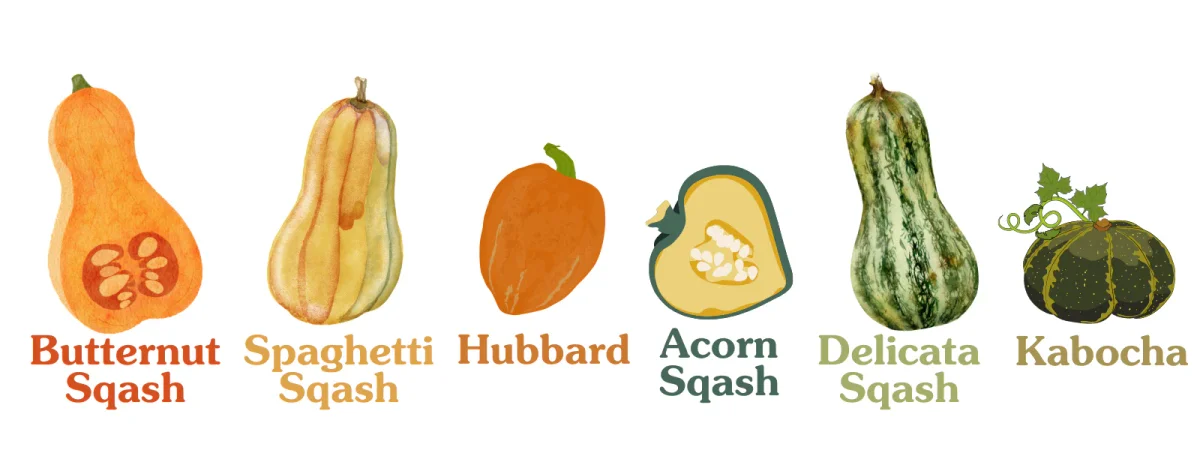 A graphic of 6 different types of squash such as butternut squash, spaghetti squash, hubbard, acorn squash, delicata squash, and kabocha.