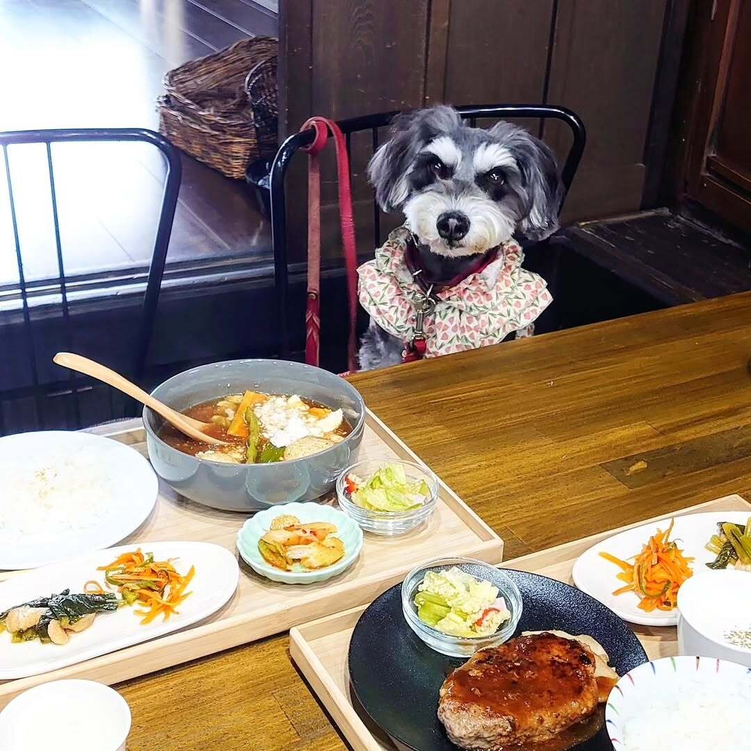 奈良の犬連れできるカフェに居る犬