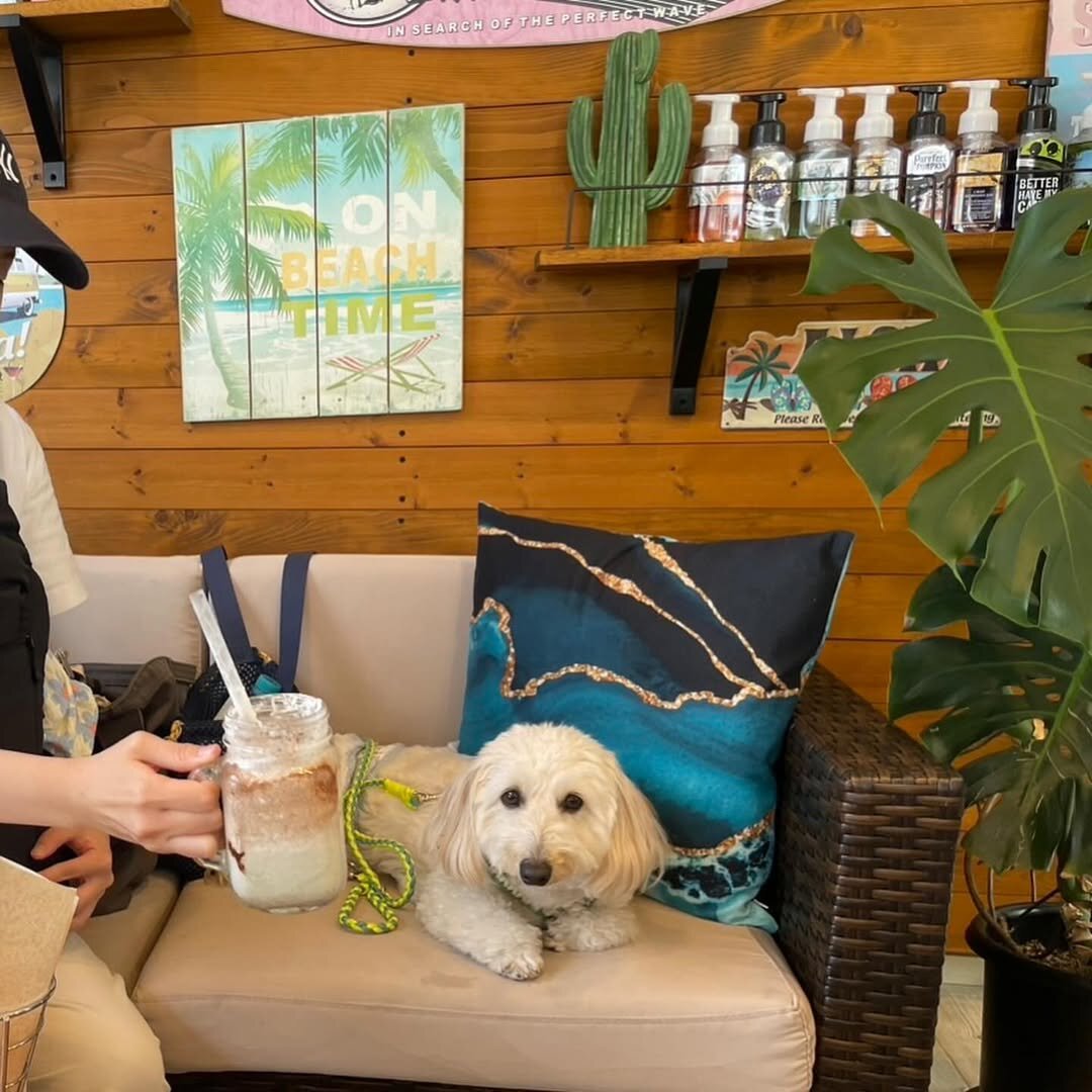 熊本市の犬連れできるカフェ