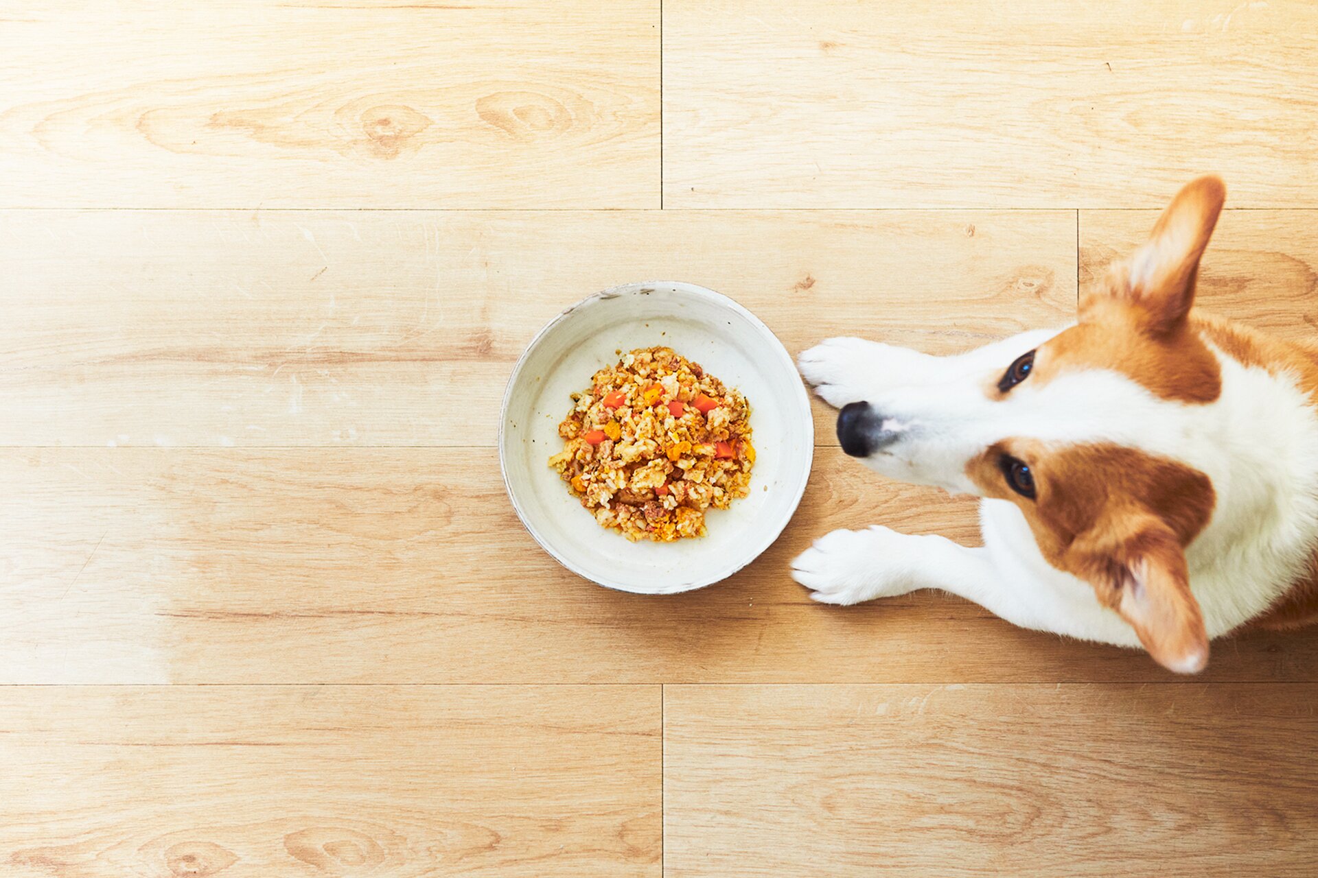 ペトコトフーズとコルク