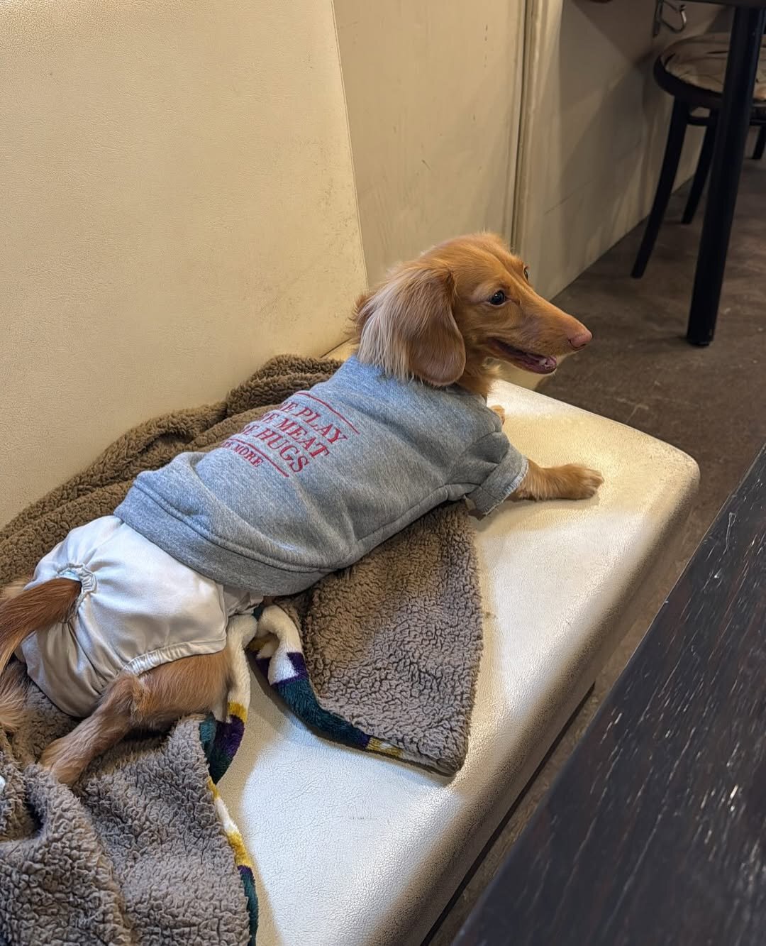 浜松市の犬連れできるカフェ