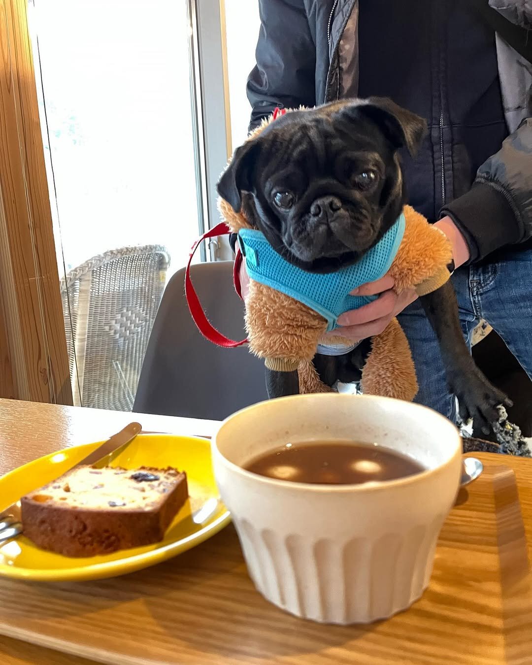 三重の犬連れできるカフェ