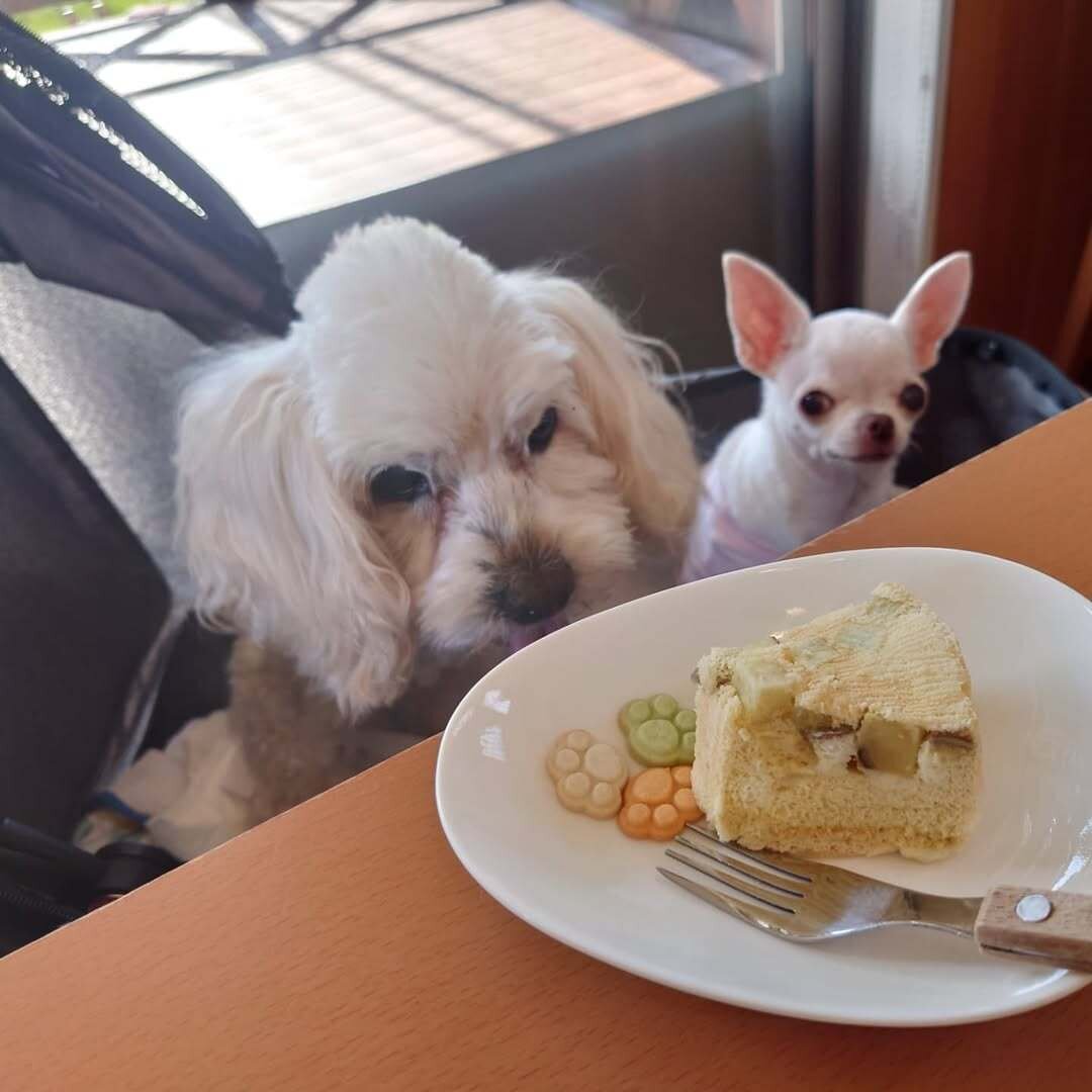 和歌山の犬連れできるカフェのドンソレイユにいる犬