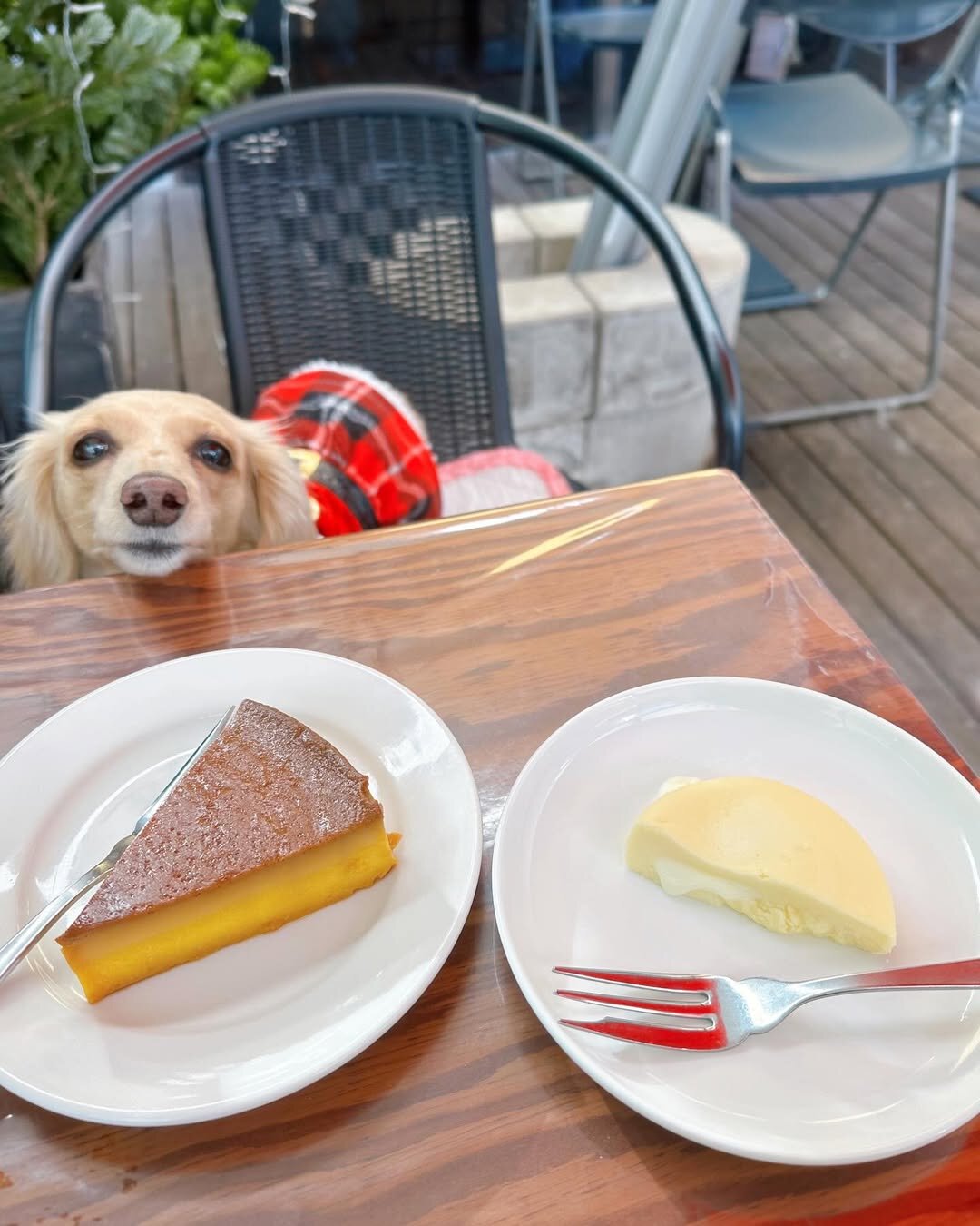 渋谷の犬連れで入れるカフェのズッカ（ZUCCA）にいる犬