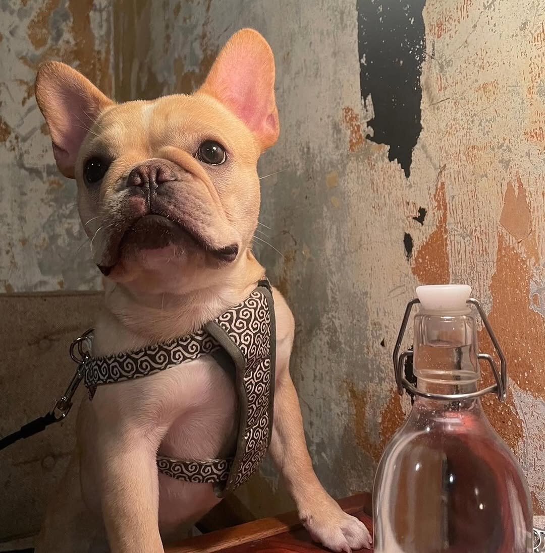 恵比寿の犬連れできるカフェ